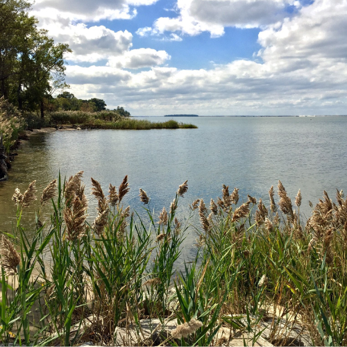 photo of bay with cattails