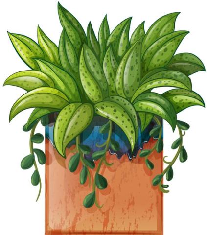 Green plant in square orange planter